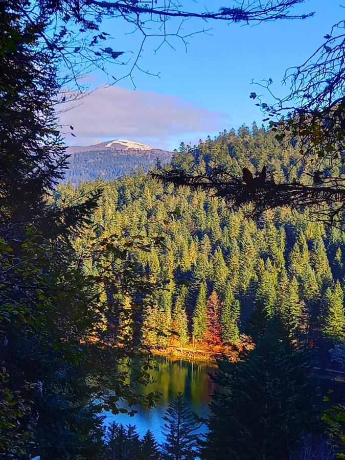 Chalet Typique Vosgien "Les Barbotines" فينترون المظهر الخارجي الصورة
